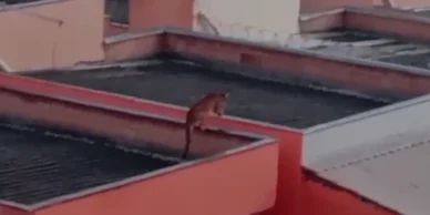 Onça pula entre telhados de casas e causa espanto na Grande BH; veja vídeo