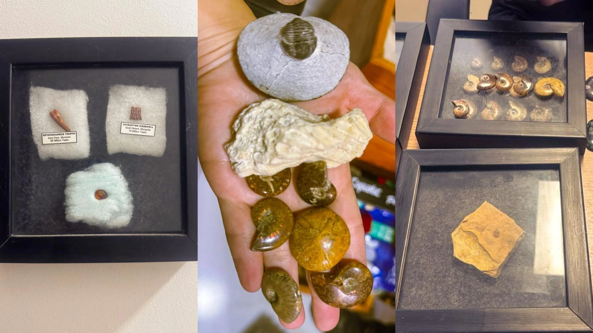 Polícia Federal investiga contrabando de fósseis no Ceará