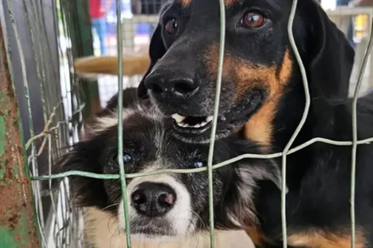 Juiz de Fora faz campanha de adoção de animais resgatados das chuvas