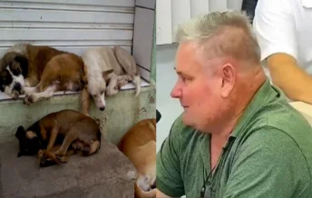 Vereador causa indignação ao sugerir morte de animais abandonados