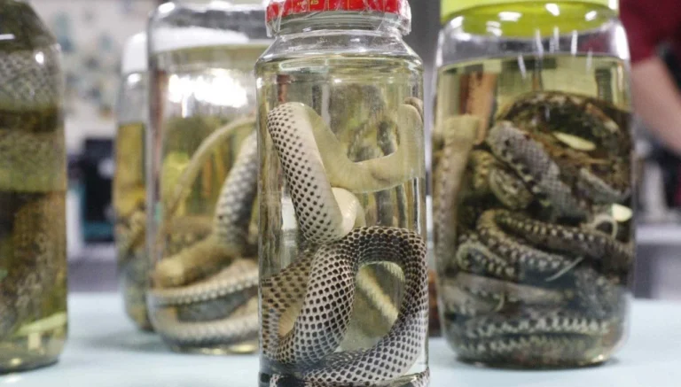 Casos com animais peçonhentos passam de mil no Amazonas em 2026