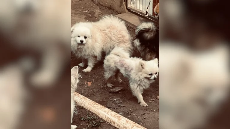 Polícia interdita canil e prende suspeitos de maus tratos a 200 animais