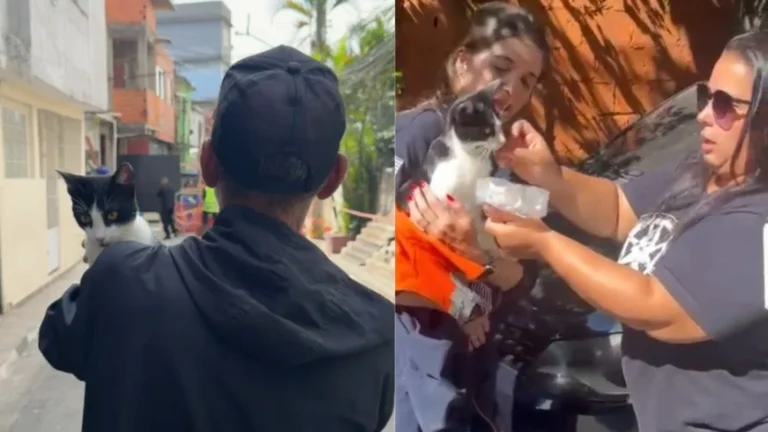 Gata “Felícia” é resgatada em escombros de explosão em SP; veja vídeo
