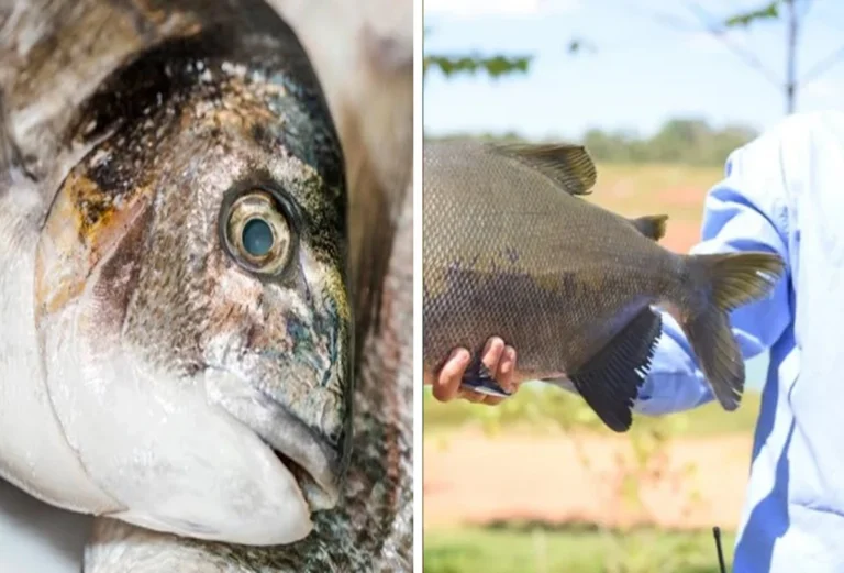 Venda de peixe muito popular pode ser proibida após alerta de extinção