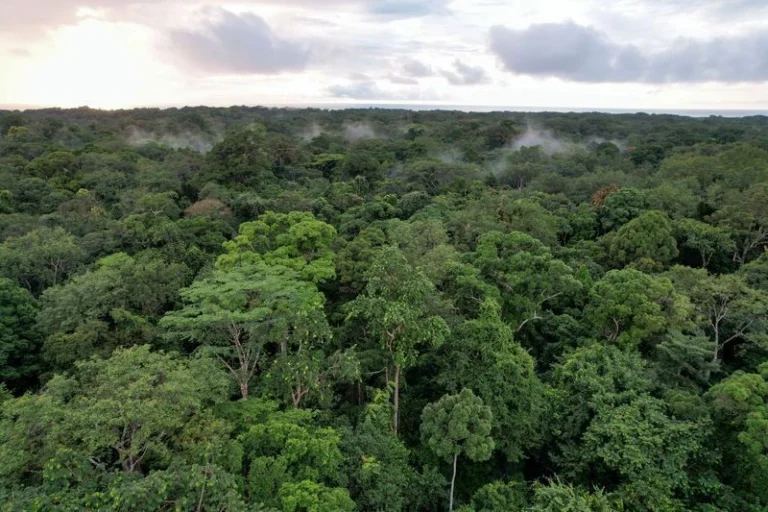 Reino Unido vai investir R$ 2,7 bi em proteção de florestas no Brasil