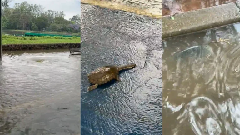 Lagos do Ibirapuera transbordam e peixes se espalham nas pistas de corrida
