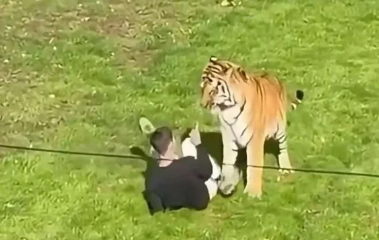 Homem morre após pular em jaula de tigre em zoológico na Inglaterra