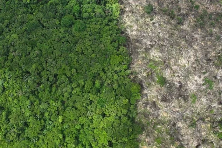 MapBiomas: Amazônia tem menor desmatamento da série histórica em 2025
